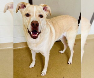 Labrenees Dogs for adoption in Derwood, MD, USA