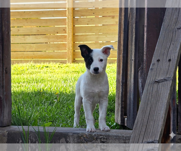 Medium Photo #3 Collie-Unknown Mix Puppy For Sale in Sandy, UT, USA