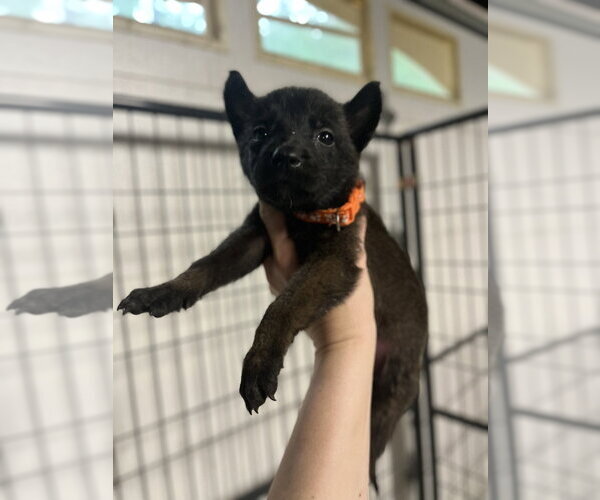 Medium Photo #1 Mutt Puppy For Sale in Imlay City, MI, USA
