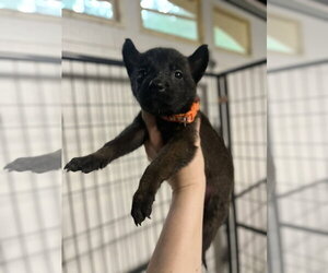Mutt Dogs for adoption in Imlay City, MI, USA