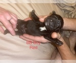 Small Photo #9 Labrador Retriever Puppy For Sale in JUNCTION CITY, OR, USA