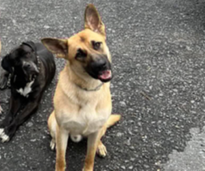 Father of the German Shepherd Dog-Mastiff Mix puppies born on 06/06/2025
