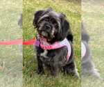 Small #1 Shih Tzu Mix