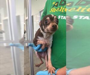 Chihuahua Dogs for adoption in San Antonio, TX, USA