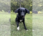 Small #4 Mutt