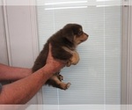 Small Photo #4 Miniature Australian Shepherd Puppy For Sale in AUBURN, IN, USA