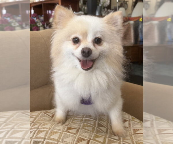 Medium Photo #1 Pomeranian Puppy For Sale in Mundelein, IL, USA