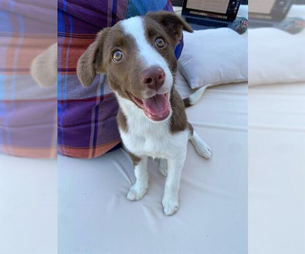 Medium Photo #1 Border Collie-Unknown Mix Puppy For Sale in West Valley, UT, USA