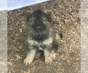 German Shepherd Dog Puppy for sale in CHARLOTTESVILLE, VA, USA