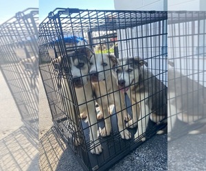 American Pit Bull Terrier-Siberian Husky Mix Puppy for sale in SPRING HILL, FL, USA
