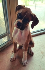 Boxer Puppy for sale in MELVIN, MI, USA