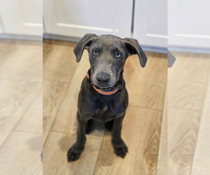 Labrador Retriever-Unknown Mix Dogs for adoption in Fort Worth, TX, USA
