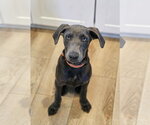 Small Labrador Retriever Mix
