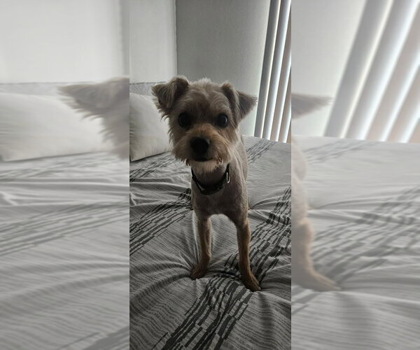 Medium Photo #3 Mutt Puppy For Sale in FRAMINGHAM, MA, USA
