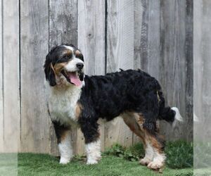 Mother of the Bernedoodle (Miniature) puppies born on 05/12/2026