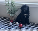 Small Photo #13 Aussiedoodle Miniature  Puppy For Sale in CENTRALIA, IL, USA