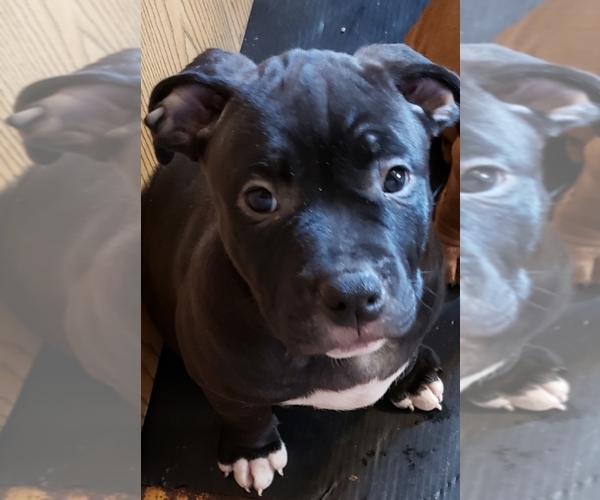 Medium Photo #8 American Bully Puppy For Sale in COLUMBUS, OH, USA