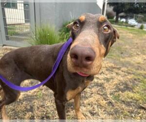 Doberman Pinscher Dogs for adoption in Martinez, CA, USA