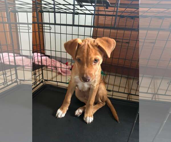 Medium Photo #3 Labrador Retriever-Unknown Mix Puppy For Sale in Sheboygan, WI, USA