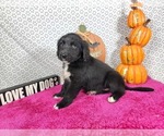 Small #6 Golden Mountain Dog