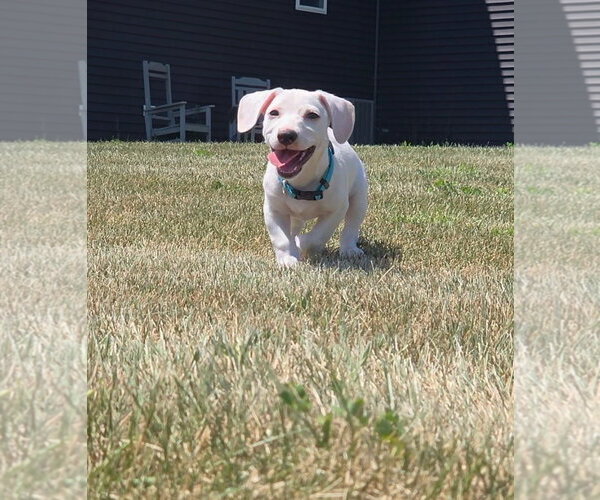 Medium Photo #3 Chiweenie Puppy For Sale in Genesee, WI, USA