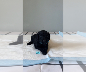 Poodle (Standard) Puppy for sale in EXETER, CA, USA