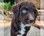 Small #2 F2 Aussiedoodle