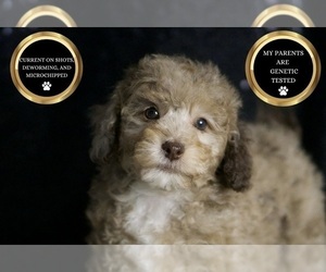 Medium Poodle (Toy)