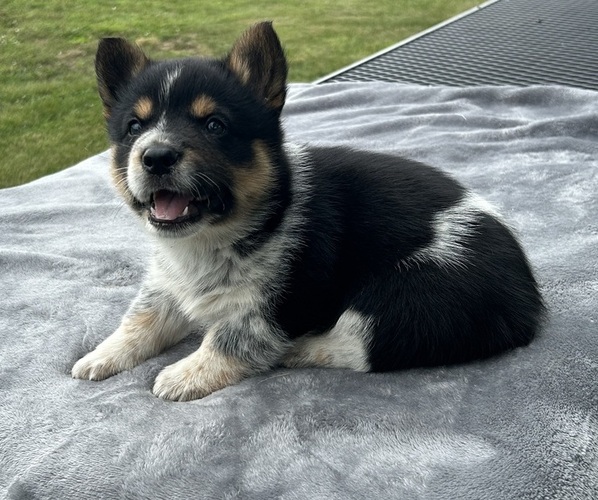 Medium Photo #5 Pembroke Welsh Corgi Puppy For Sale in DRAKESVILLE, IA, USA