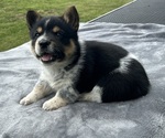 Small Photo #5 Pembroke Welsh Corgi Puppy For Sale in DRAKESVILLE, IA, USA
