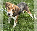 Small Beagle Mix