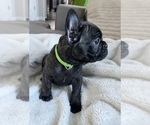 Small Photo #2 French Bulldog Puppy For Sale in PATTERSON, CA, USA