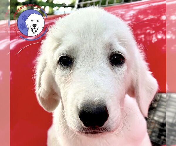 Medium Photo #1 Great Pyrenees Puppy For Sale in Spring, TX, USA