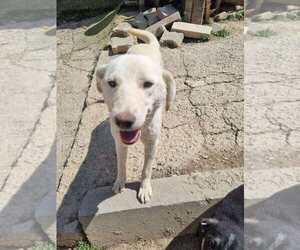 Mutt Dogs for adoption in NYC, NY, USA