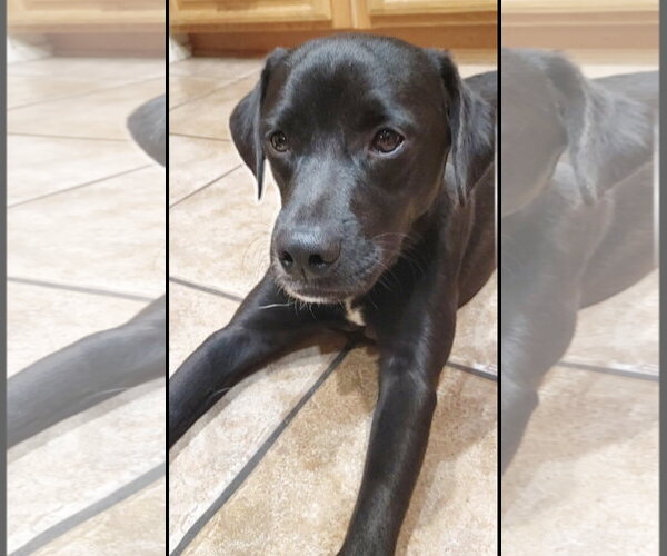Medium Photo #7 Labrador Retriever-Unknown Mix Puppy For Sale in San Diego, CA, USA