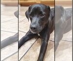 Small Photo #7 Labrador Retriever-Unknown Mix Puppy For Sale in San Diego, CA, USA