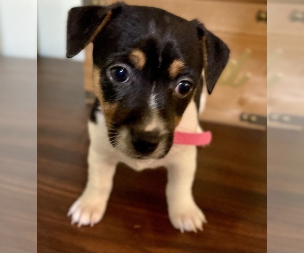 Medium Photo #14 Jack Russell Terrier Puppy For Sale in FORT PIERCE, FL, USA