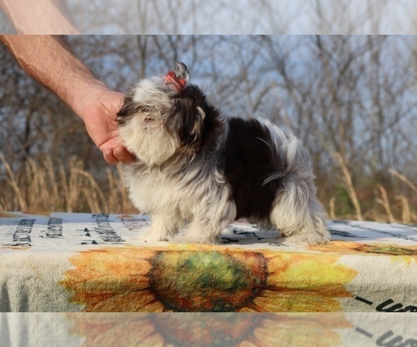 Medium Photo #18 Shih Tzu Puppy For Sale in DYERSBURG, TN, USA