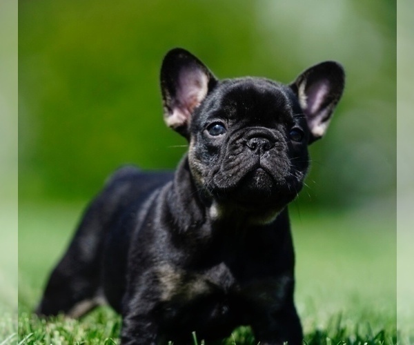 Medium Photo #2 French Bulldog Puppy For Sale in MOUNT GILEAD, OH, USA