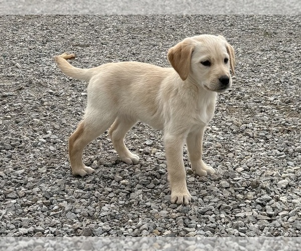 Medium Photo #1 Golden Labrador Puppy For Sale in DECATUR, IN, USA
