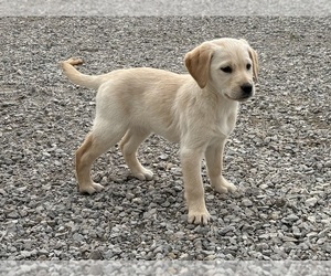 Medium Golden Labrador