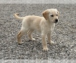 Puppy Biscuit Golden Labrador
