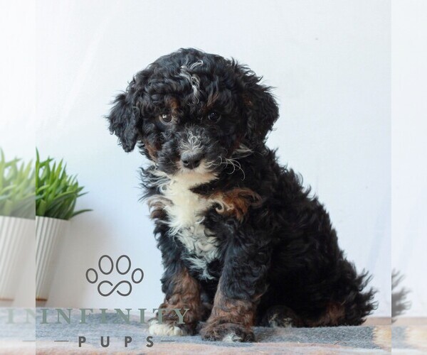 Medium Photo #2 Bernedoodle (Miniature) Puppy For Sale in LITITZ, PA, USA