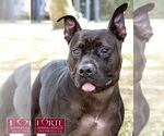 Small #1 American Staffordshire Terrier Mix