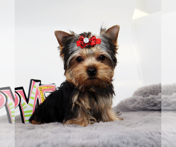 Medium Photo #3 Yorkshire Terrier Puppy For Sale in LOS ANGELES, CA, USA