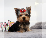 Small #2 Yorkshire Terrier