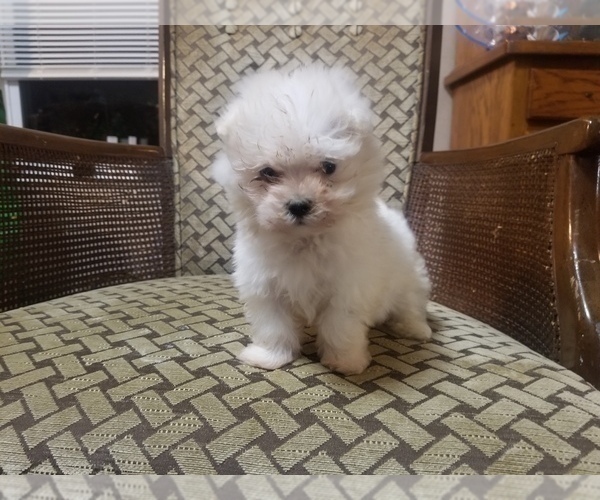 Medium Photo #4 Maltipoo Puppy For Sale in MCMINNVILLE, TN, USA