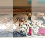 Small Photo #1 Labrador Retriever Puppy For Sale in CHICORA, PA, USA
