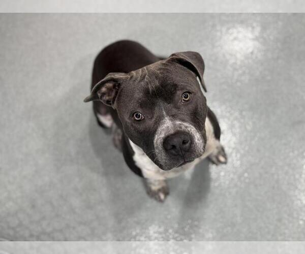 Medium Photo #2 American Pit Bull Terrier Puppy For Sale in Moreno Valley, CA, USA