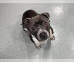 Small #1 American Pit Bull Terrier